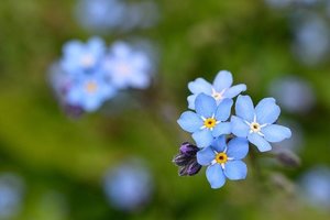 忘れな草（ワスレナグサ）とは？その種類や花言葉などの特徴を紹介！