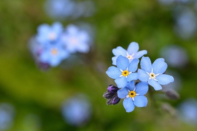 忘れな草(ワスレナグサ)とは?その種類や花言葉などの特徴を紹介!のイメージ