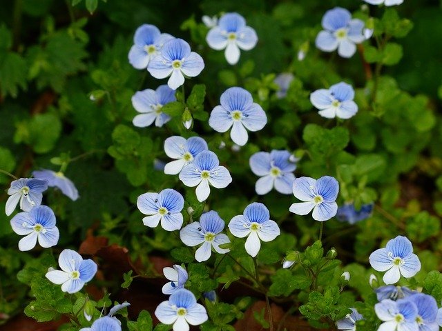 ワスレナグサの育て方!種まきから開花までの管理や寄せ植えのコツは?