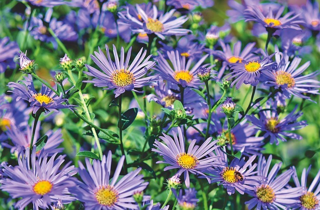シオン(紫苑)の花言葉とは?その意味・由来や開花時期をご紹介!のイメージ