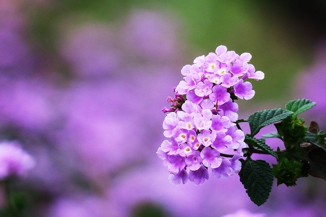 ランタナの花言葉とは?花の色が変化しながら咲くことと関係がある?