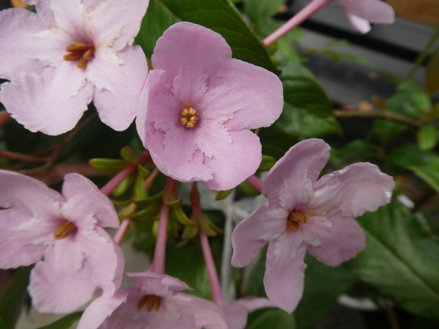 ルクリア(アッサムニオイザクラ)とは?特徴・花言葉や育て方を紹介!のイメージ