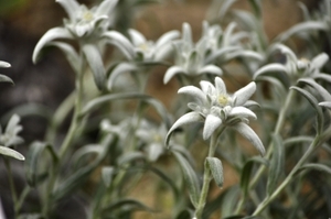 エーデルワイスってどんな花？高山植物だけど家でも育てることはできる？