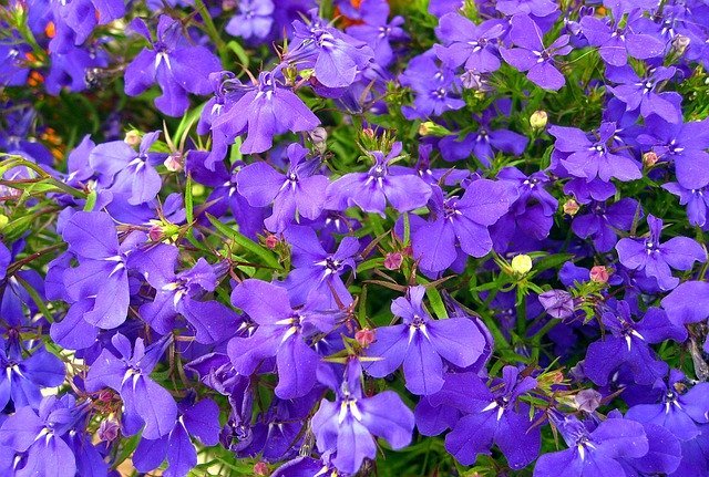 ロベリアの花言葉とは?種類別や色別の花言葉はある?開花時期はいつ?のイメージ