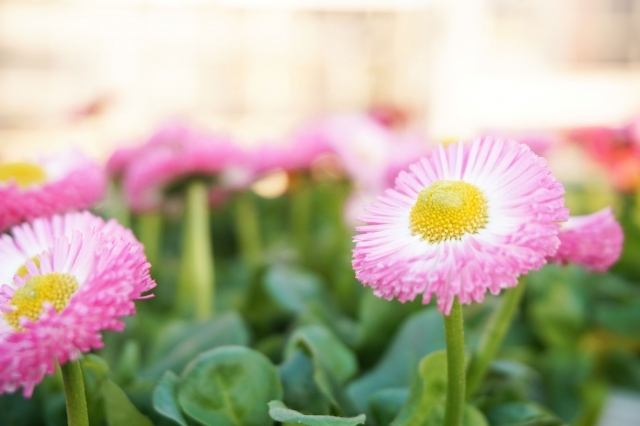 デージーとは?花言葉などの特徴や種類を紹介!開花時期はいつ?のイメージ