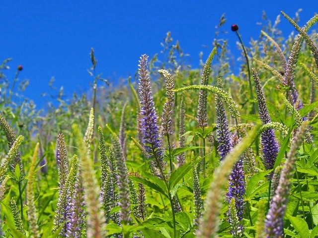 クガイソウ(九蓋草)とは?開花時期などの特徴や利用のされ方を紹介!