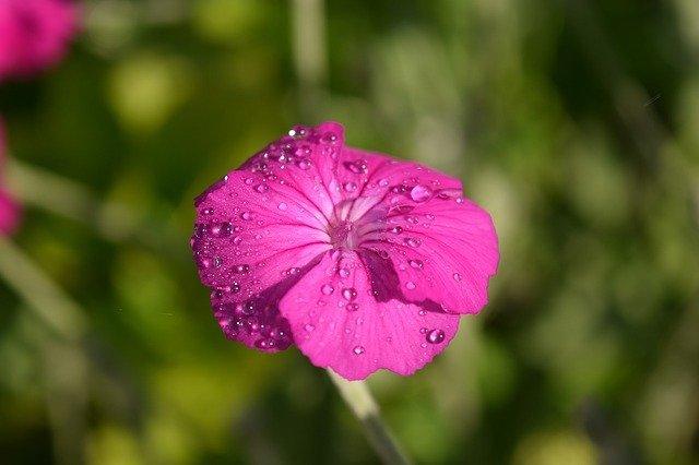 スイセンノウとは?花言葉・開花時期などの特徴や育て方をご紹介!