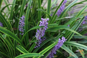 サマームスカリとは？花言葉・開花時期などの特徴や育て方を紹介！