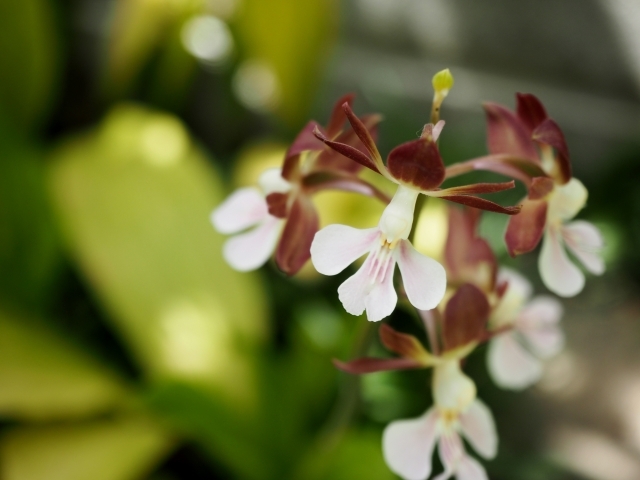 エビネラン（エビネ蘭）とは？香りなどの特徴・種類や育て方を紹介！のイメージ