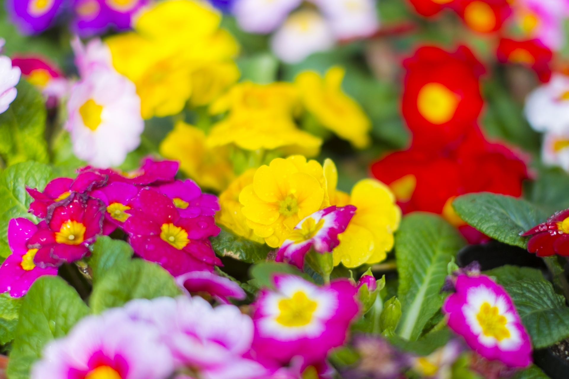 プリムラジュリアンの育て方!冬越しの方法や挿し木での増やし方を解説!のイメージ