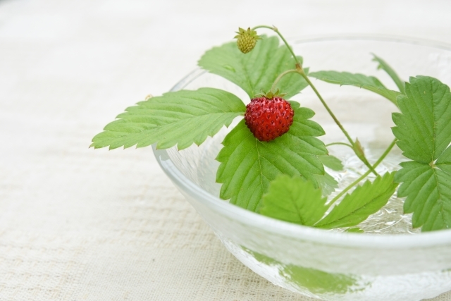 ワイルドストロベリーの育て方!冬越しの方法や植え替えのコツを紹介!