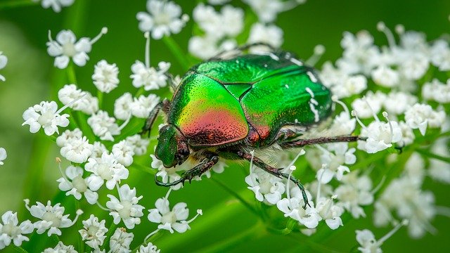 コガネムシ(幼虫)の駆除方法!薬剤による対処など効果的な対策は?のイメージ