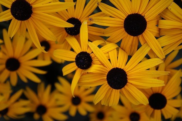 ルドベキアの種類・品種まとめ!それぞれの特徴や花言葉をご紹介!