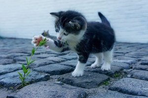 エノコログサとは？猫じゃらしとしても知られる植物の特徴をご紹介！