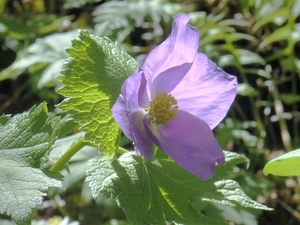 シラネアオイとは？愛好家が多いといわれる花の特徴や育て方を紹介！