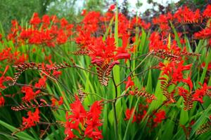 クロコスミアってどんな植物？花言葉などの特徴や種類・育て方を紹介！