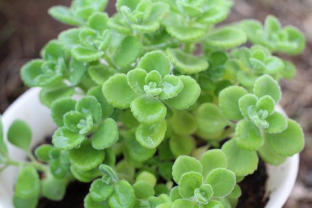 アロマティカスとは?香りなどの特徴や多肉ハーブとしての魅力を紹介!