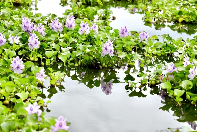 ホテイアオイとは?メダカの飼育にも役立つ水草の特徴や育て方を紹介!のイメージ