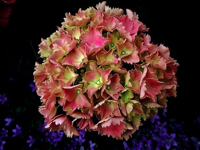 秋色アジサイとは?花の色が変化する仕組みや育て方・飾り方をご紹介!