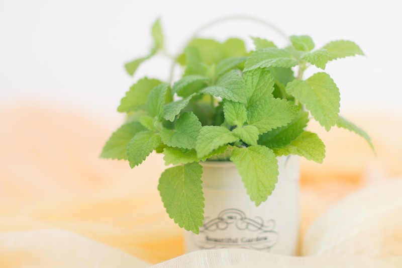 ミントは繁殖力が強い?地植えでの注意点や正しい植え方をご紹介!