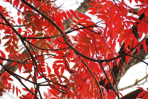 ハゼノキとは?特徴や用途を解説!触るとかぶれる?ウルシとの違いは?