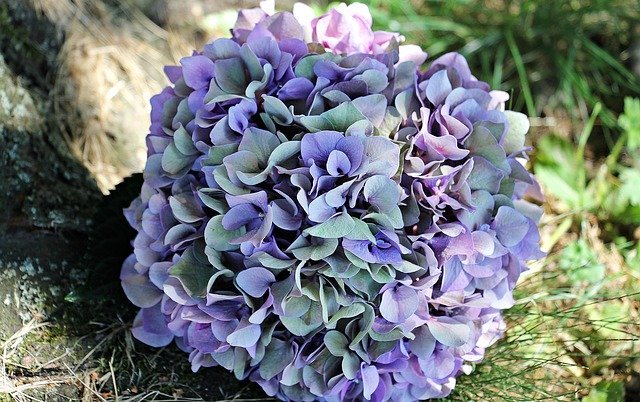 秋色アジサイの育て方!植え替えから剪定の仕方まで管理のコツを紹介!