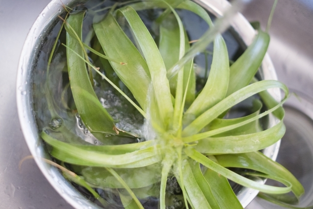 ブラキカウロスとは?特徴や株分けの仕方など育て方のコツもご紹介!