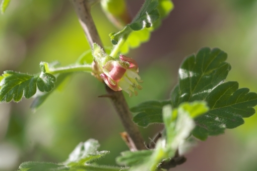 グーズベリーの育て方!収穫時期や挿し木での増やし方を詳しく紹介!