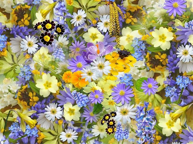 春の寄せ植えを彩るおすすめの花20選!初心者にも育てやすい花をご紹介!のイメージ