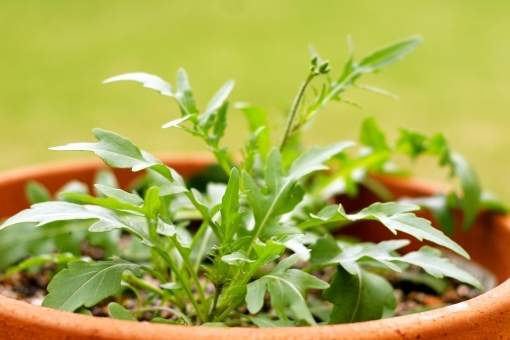 セルバチコとは？基本の育て方からおすすめの食べ方まで詳しくご紹介！