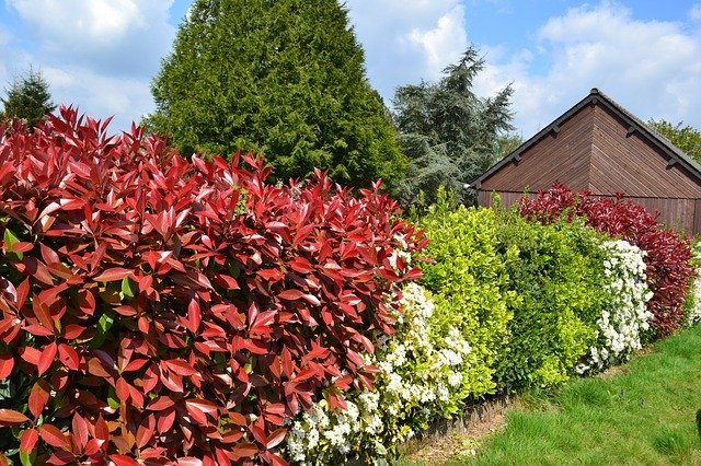 カナメモチの育て方!生垣としての植え方や剪定など管理のコツを解説!