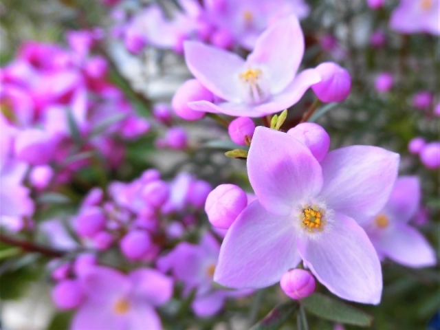 ボロニアの育て方!水やり・肥料など基本的な管理から増やし方まで解説!