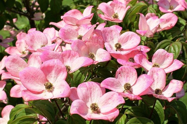ハナミズキってどんな花?シンボルツリーにもなる花の特徴や種類を紹介!