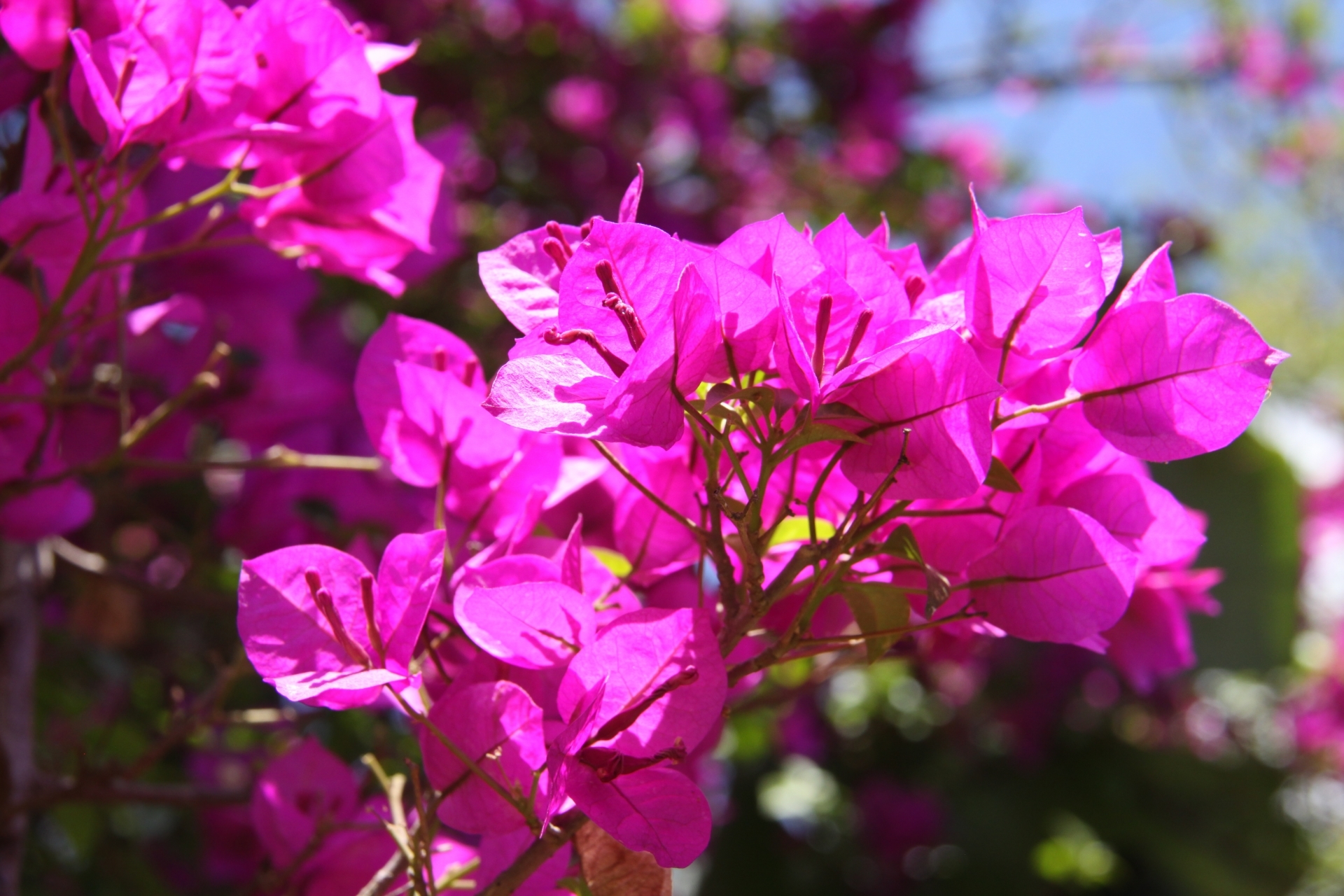 ブーゲンビリアの育て方!剪定の時期・コツや上手な植え替え方法を解説!