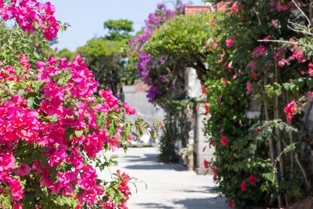 ブーゲンビレアとは?その特徴や種類を紹介!ブーゲンビリアとは違う?