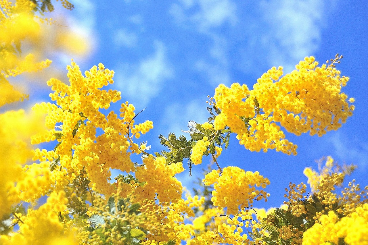 ミモザの日っていつ？女性へのギフトにおすすめの5種類のミモザを紹介！のイメージ