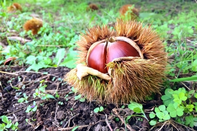 栗(クリ)の上手な保存方法!茹でたあと日持ちさせるには冷蔵?冷凍?のイメージ