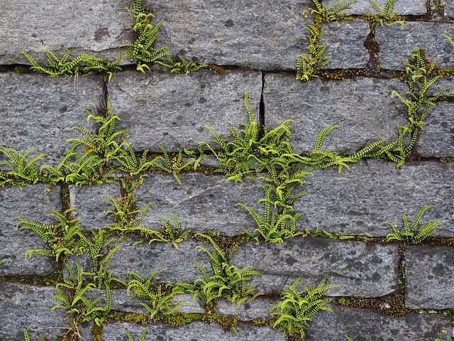 アスプレニウムの育て方！室内での管理のコツや剪定方法などを紹介！のイメージ