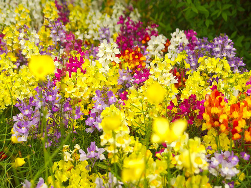 リナリアとは?恋の花?花言葉の意味や開花時期などの特徴をご紹介!のイメージ