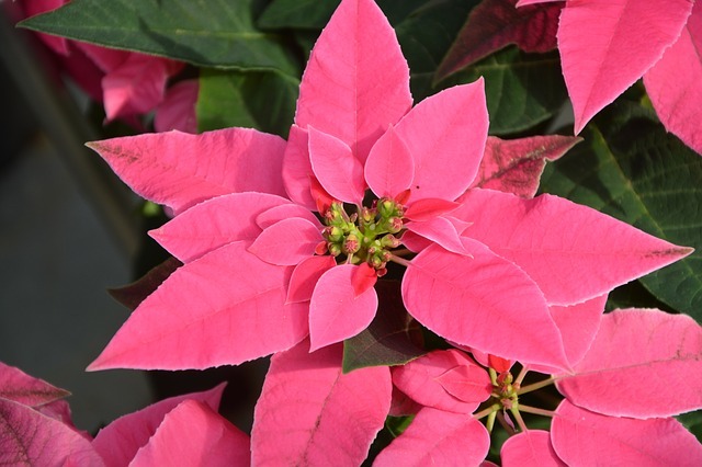 プリンセチアの育て方!切り戻しや剪定方法など管理のコツまで解説!