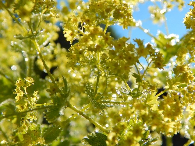 アルケミラ・モリス（レディースマントル）とは？種類や特徴を紹介！のイメージ