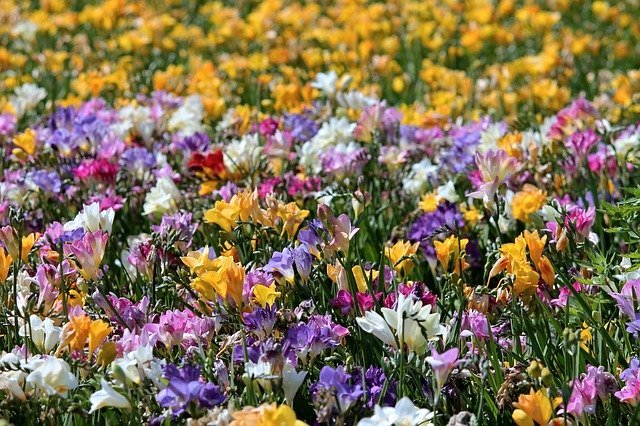 トリトニアの育て方!鉢植えでの水やり・肥料など基本的な管理方法は?