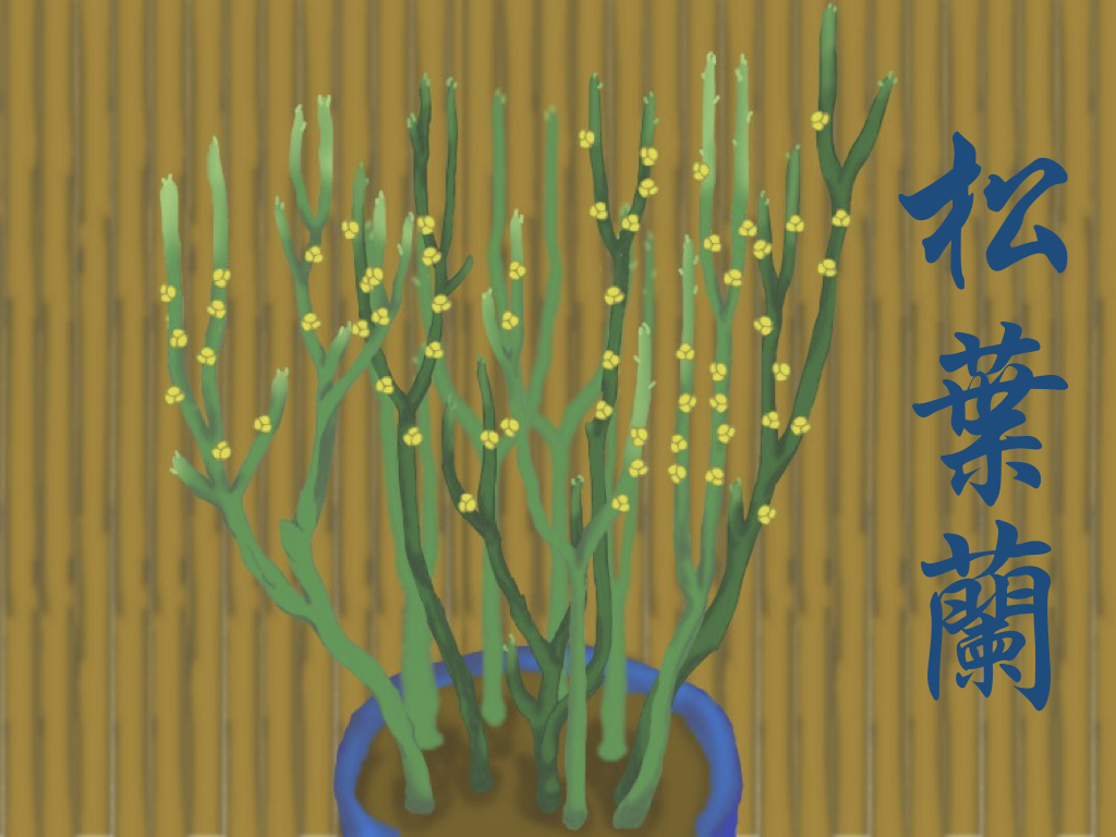 マツバラン(松葉蘭)とは?その特徴や増やし方などの育て方を紹介!