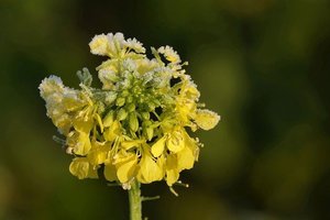 はなっこりーとは？どんな野菜？特徴やおすすめの食べ方をご紹介！