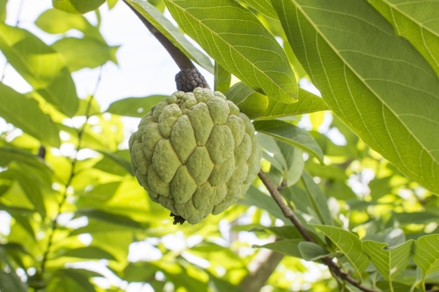 釈迦頭（シャカトウ）とは？どんなフルーツ？その特徴や食べ方を紹介！のイメージ