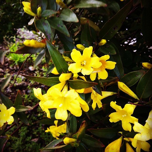 カロライナジャスミンとは？種類・特徴や剪定方法などの育て方を解説！のイメージ