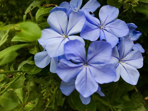ルリマツリ(プルンバゴ)の育て方!鉢植えでの剪定方法や仕立て方などのイメージ