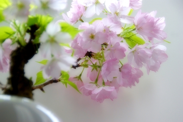 一才桜とは?その代表的な品種や特徴・育て方を紹介!開花時期は?