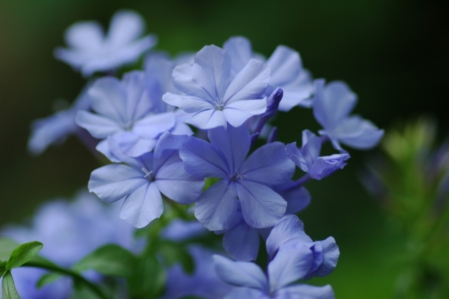 ルリマツリ(プルンバゴ)とは?主な品種や上手な寄せ植えの仕方を紹介!のイメージ