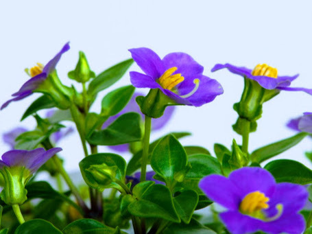 エキザカムとは?その特徴や水やり・肥料などの基本的な育て方を解説!